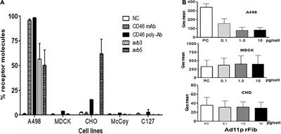 Susceptibility of Dog, Hamster, and Mouse Cells to the Replication-Competent Adenovirus 11p E1/E3 Green Fluorescence Protein Vector Has Implications for the Selection of Animal Vaccine Models